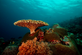 Tubbataha Reefs Natural Park, Palawan